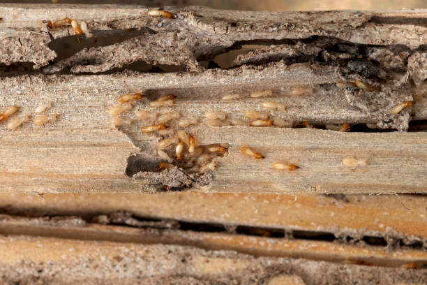 Best Wildlife Control Services  in Charlotte, MI