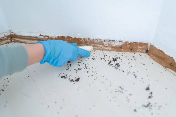 Best Ant Control Services  in Charlotte, MI
